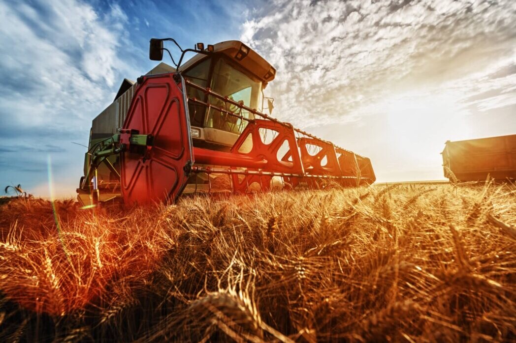 Combine harvest in the golden wheat field